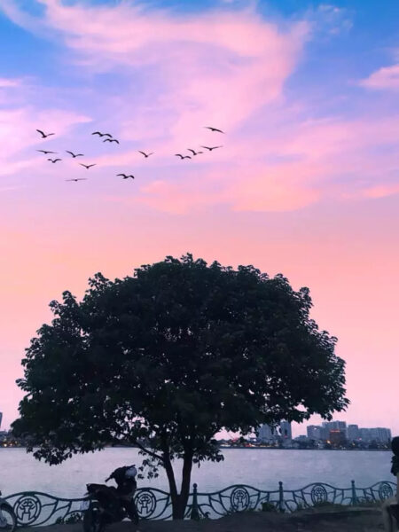 Hình ảnh Hồ Tây với một bóng cây đơn độc