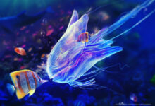 hình nền máy tính 3D 2K con sứa và cá biển đẹp