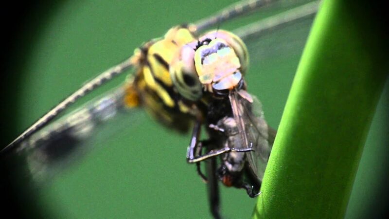 Hình ảnh con chuồn chuồn săn ruồi