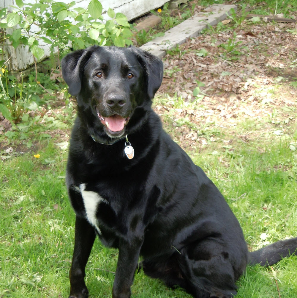 Chó Mực màu đen: Hãy tìm hiểu về chó Mực màu đen đặc biệt của chúng tôi! Với bộ lông đen sáng và đôi mắt to tròn, nó sẽ mang lại cho bạn những trải nghiệm thú vị và tiếng cười.