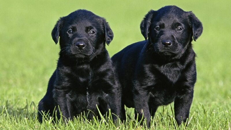 Chó con Labrador đen