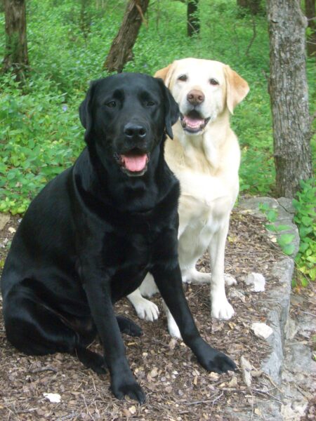 Hình ảnh chó mực và chó trắng
