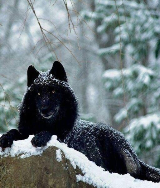 Hình ảnh con sói đen huyền bí
