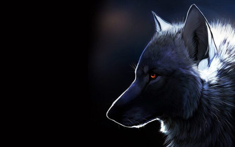 Hình ảnh con sói đen lạnh lùng, huyền bí