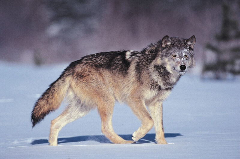 Hình ảnh con sói đi săn trên tuyết