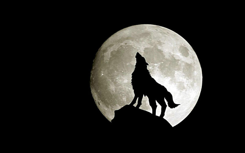 Hình ảnh con sói hú dưới ánh trăng