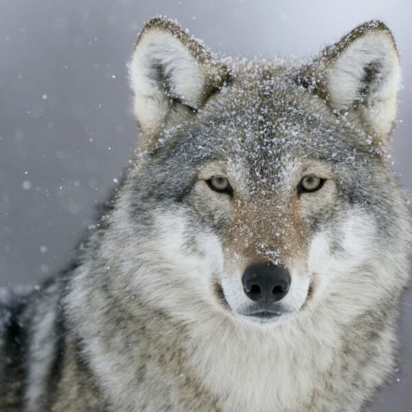 Hình ảnh con sói tuyệt đẹp dưới làn tuyết