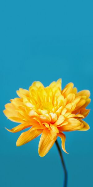 Hình ảnh nền bông hoa cúc vàng cho điện thoại