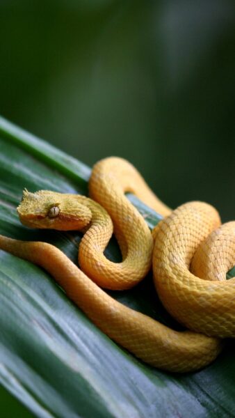 Hình nền con rắn vàng cho điện thoại