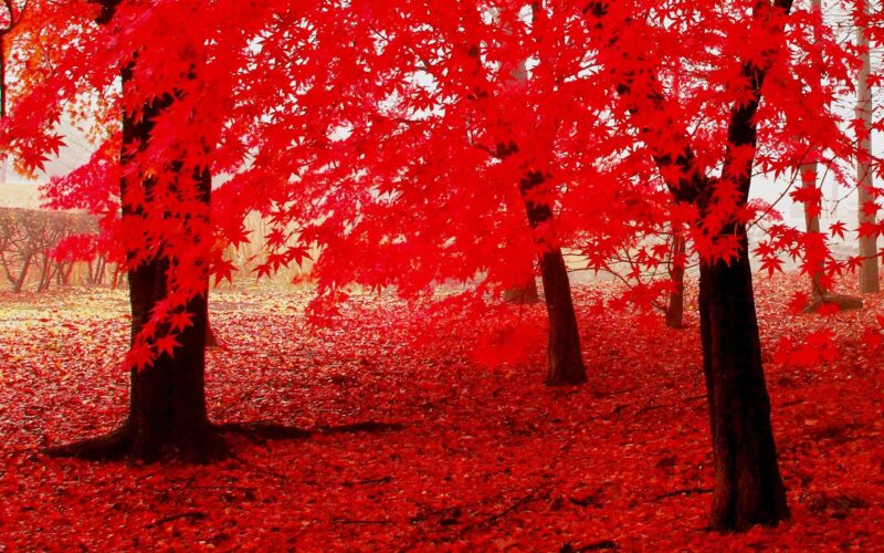 Hình nền đỏ đẹp rừng lá phong