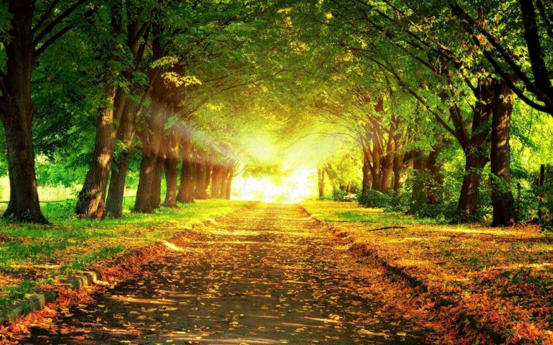 Hình nền máy tính thiên nhiên con đường