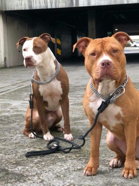 Ảnh 2 chú chó pitbull cực ngầu