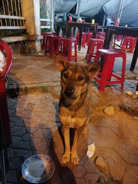 ảnh ăn xin hài hước chú chó ngồi tội nghiệp