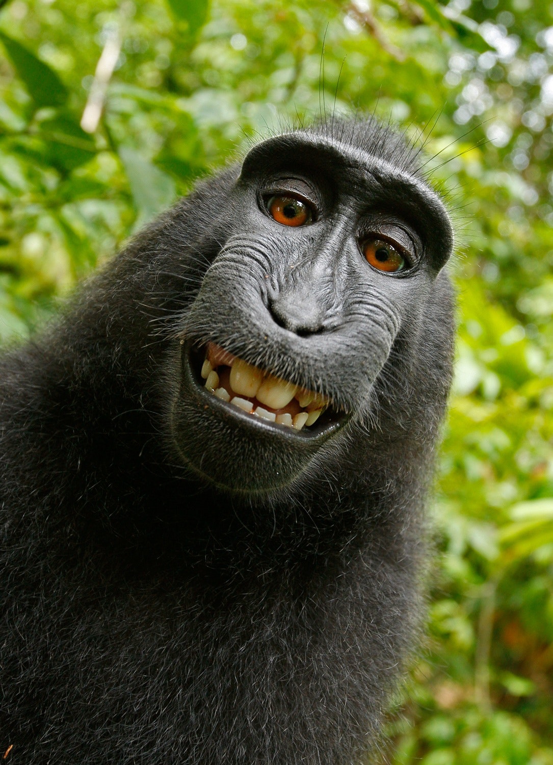 Avatar hài với hình ảnh khỉ sẽ khiến bạn không thể rời mắt khỏi đó. Chúng thể hiện được tính cách nghịch ngợm và đáng yêu của khỉ đột, mang đến cho bạn những giây phút thư giãn giải trí tuyệt vời.