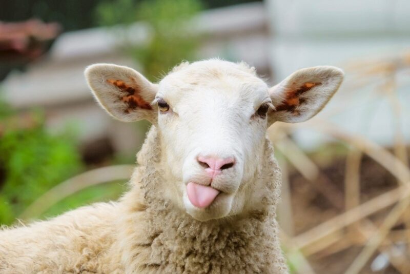 Lustiges Avatarbild von Schafen, die seine Zunge herausstrecken