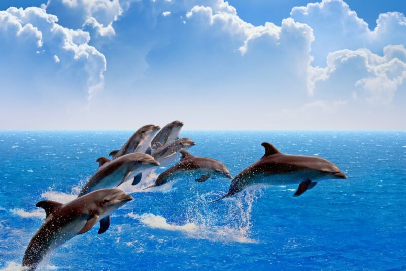 Foto von Delfinen, die überall herumspringen