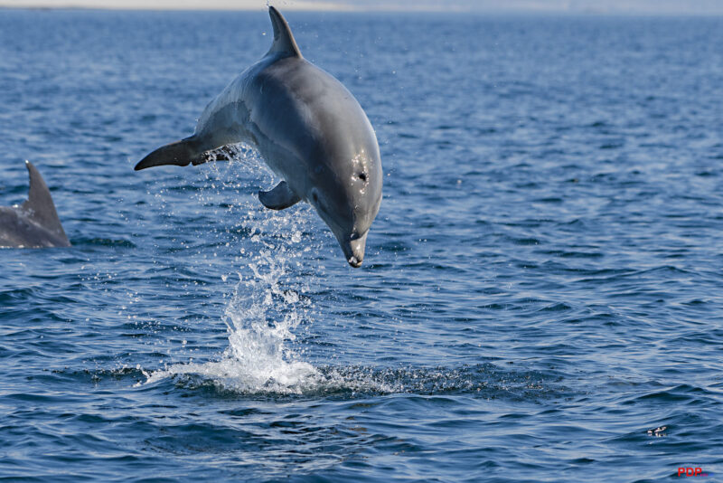 Foto von Delfinen, die ins Wasser springen