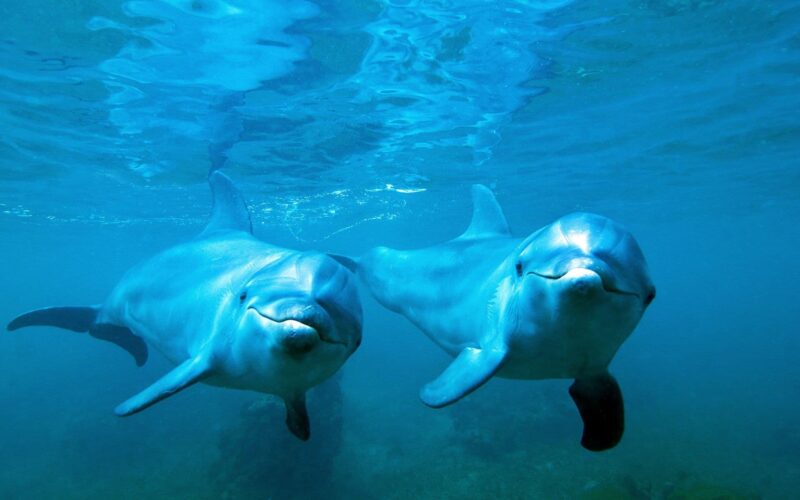 Bilder von Delphinen unter dem Meer