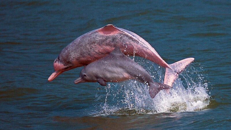 Ảnh cá heo hồng đang nhảy khỏi mặt biển