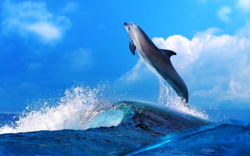 Foto von Delphinen, die von den Wellen springen