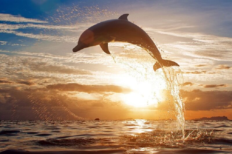 Foto von Delfinen, die in den Sonnenuntergang springen