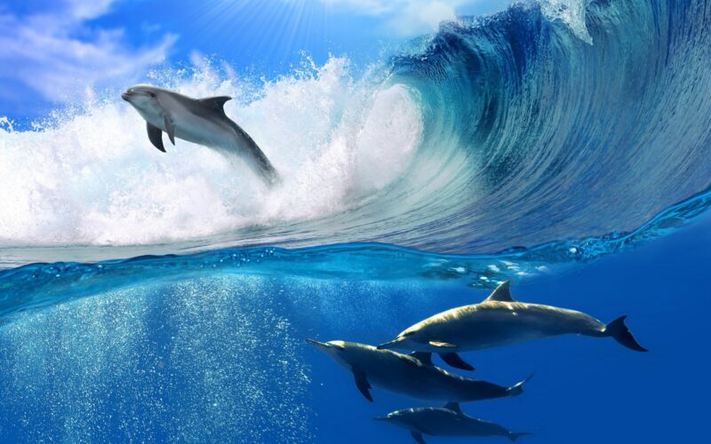 Foto von Delfinen und Wellen