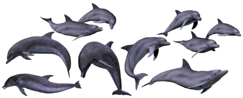 Fotos von Delfinen in verschiedenen Posen