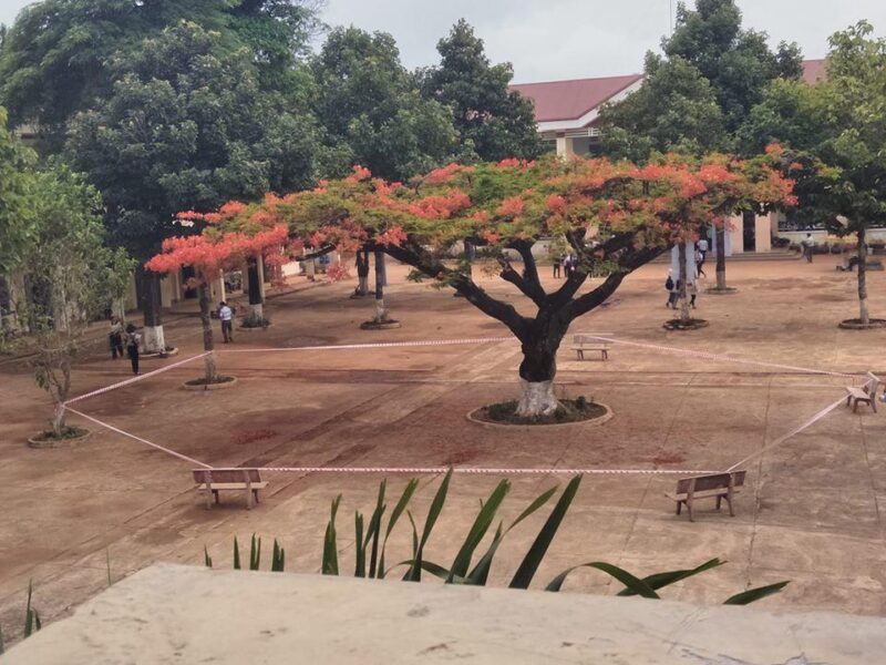 ảnh cây phượng 1 mình đứng giữa sân trường