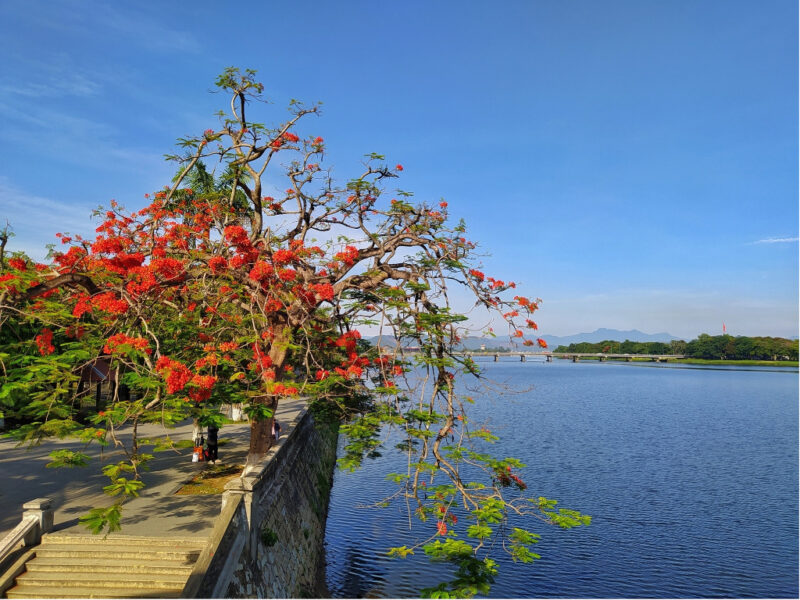 ảnh cây phượng bên cầu Tràng Tiền