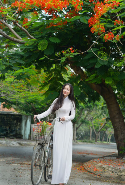 ảnh cây phượng đẹp nhất