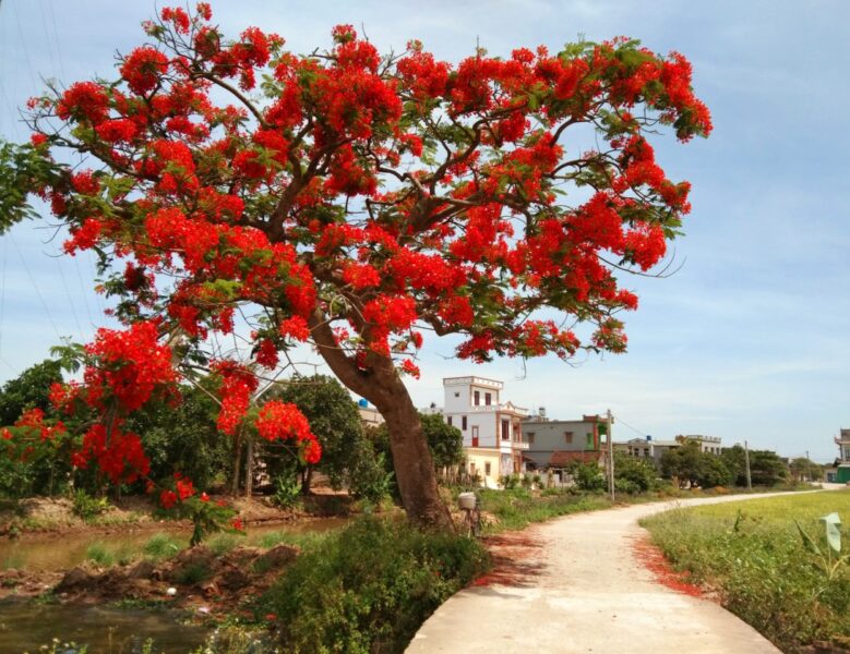 ảnh cây phượng mọc ở đường làng