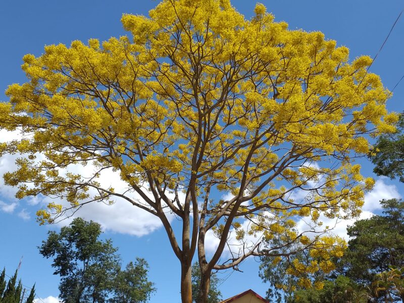 ảnh cây phượng nở hoa giữa đông