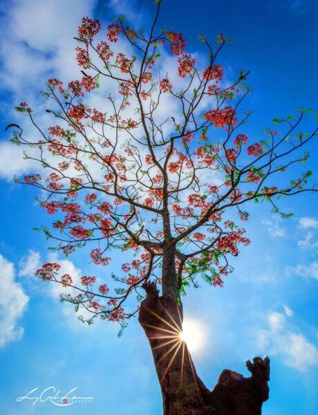 ảnh cây phượng sừng sững giữa trời