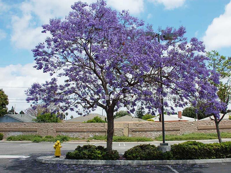 ảnh cây phượng tím độc lạ