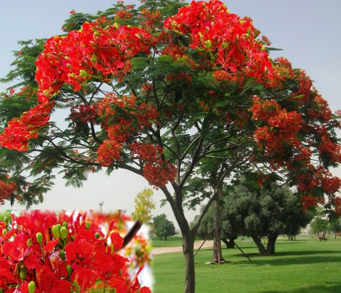 ảnh cây phượng vĩ