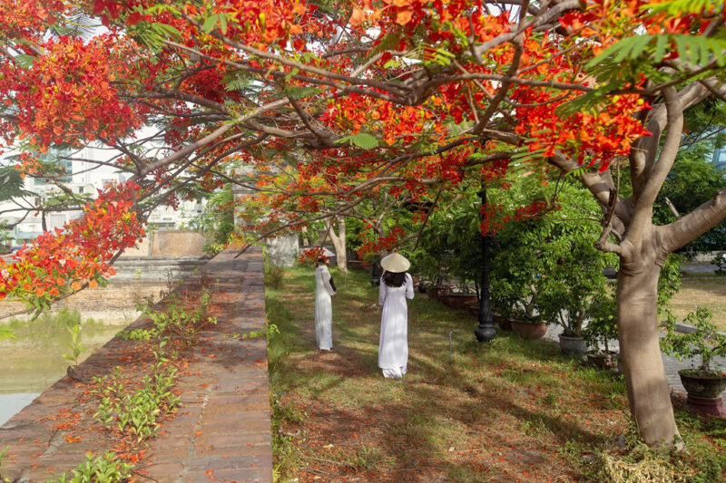 ảnh cây phượng vĩ cực đẹp