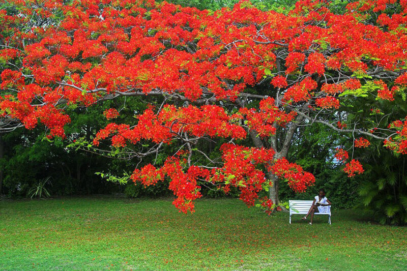 ảnh cây phượng vĩ đẹp nhất