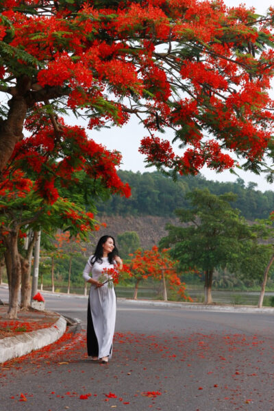 ảnh cây phượng vĩ đỏ rực bên cô gái áo dài