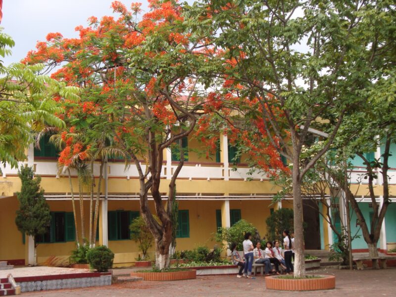 ảnh cây phượng vĩ giữa sân trường