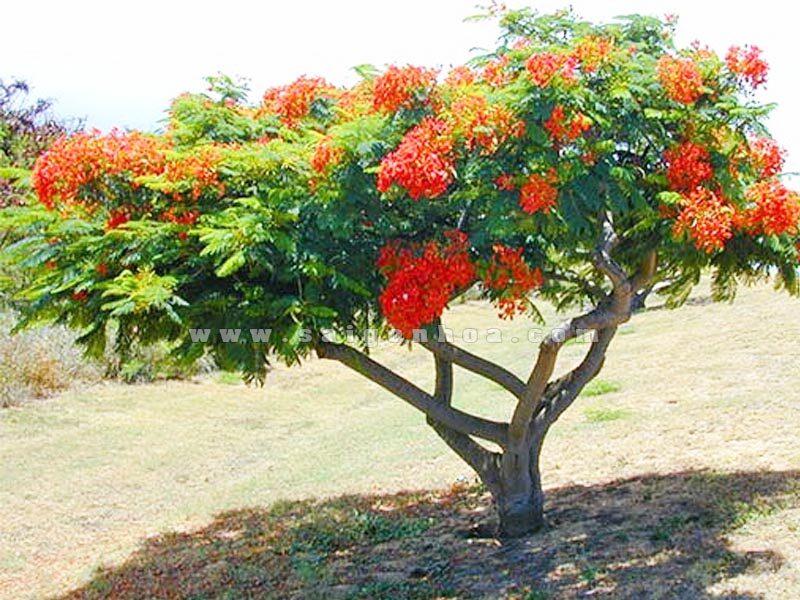 ảnh cây phượng vĩ nhỏ và lùn