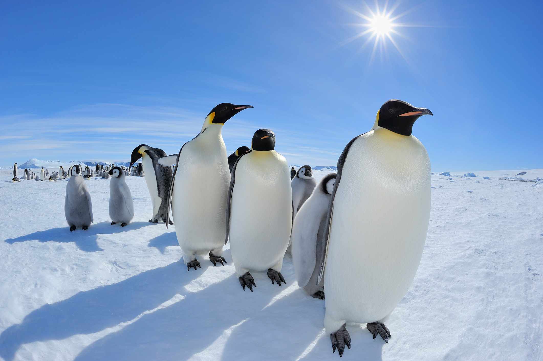 Tổng hợp 118 hình nền chim cánh cụt dễ thương tuyệt vời nhất thdonghoadian