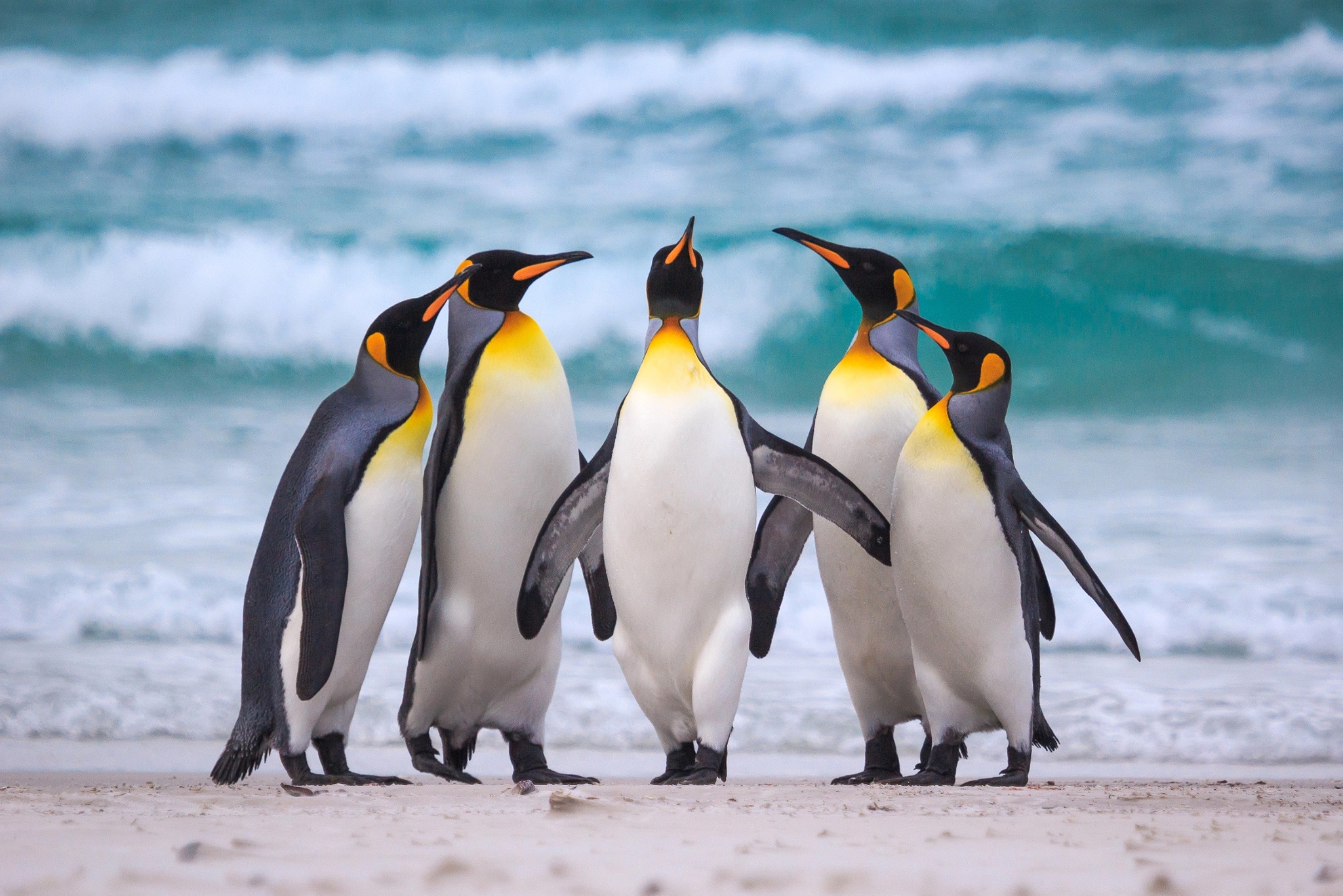 80 Ảnh chim cánh cụt ngộ nghĩnh đánh yêu siêu cute