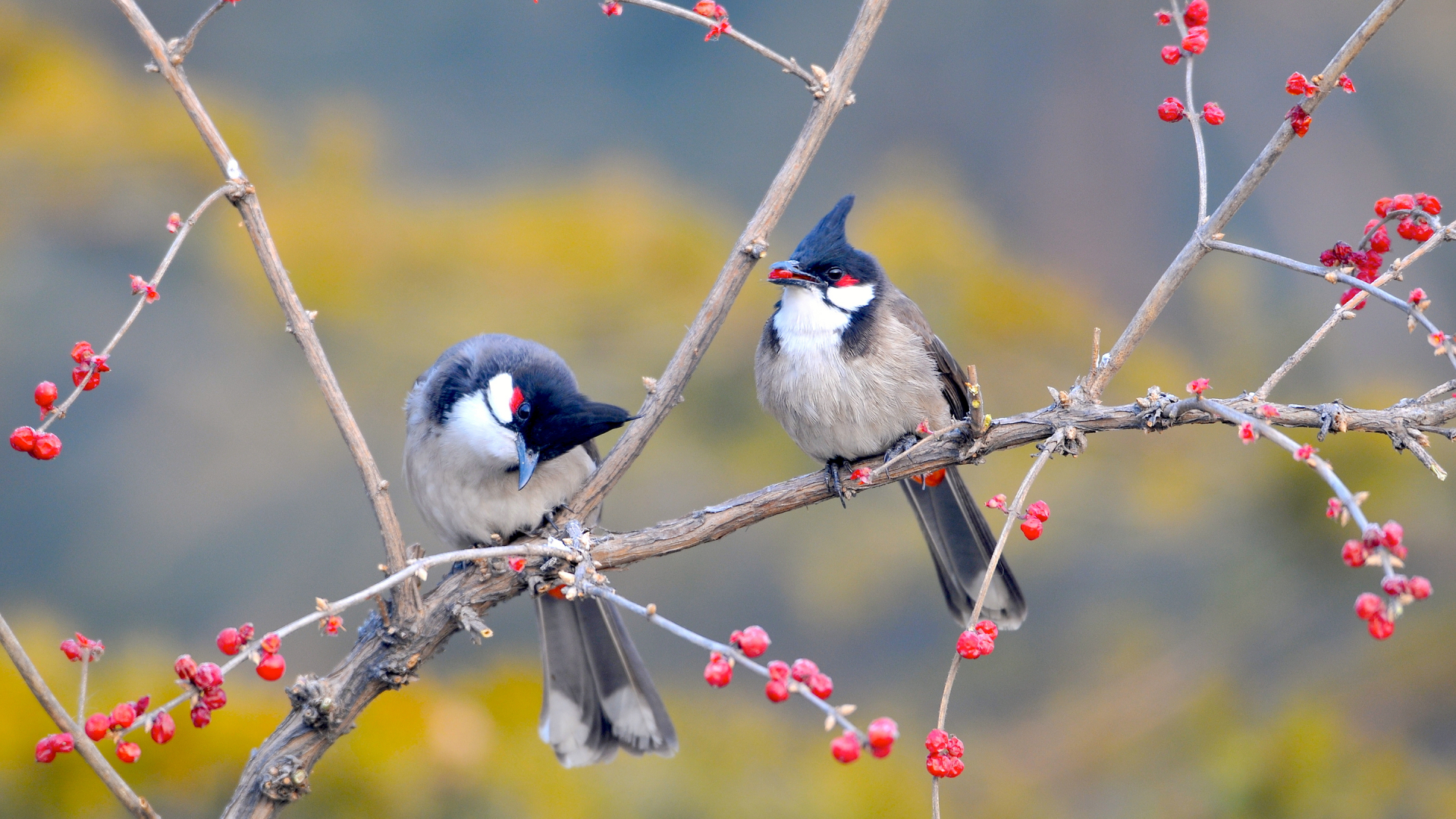 79 hình ảnh chim chào mào độc đẹp nhất  cuốn hút nhất
