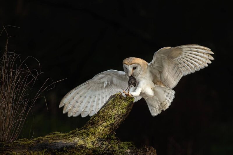 Ảnh chim cú mèo bắt chuột trong đêm