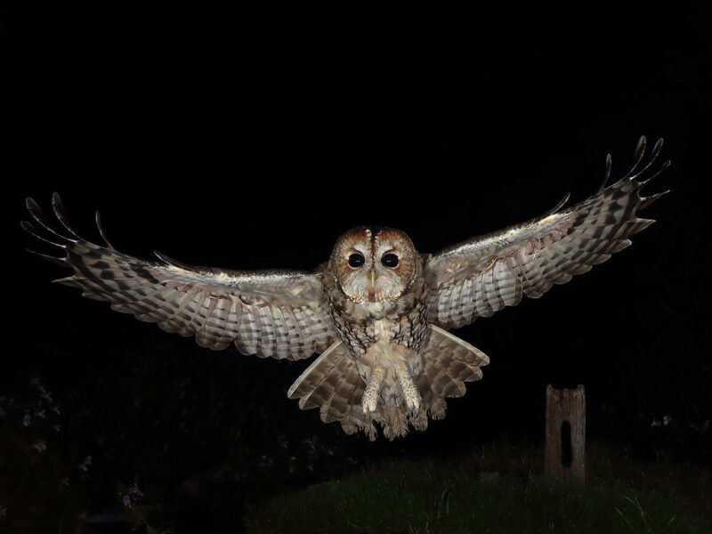 Ảnh chim cú mèo bay trong đêm