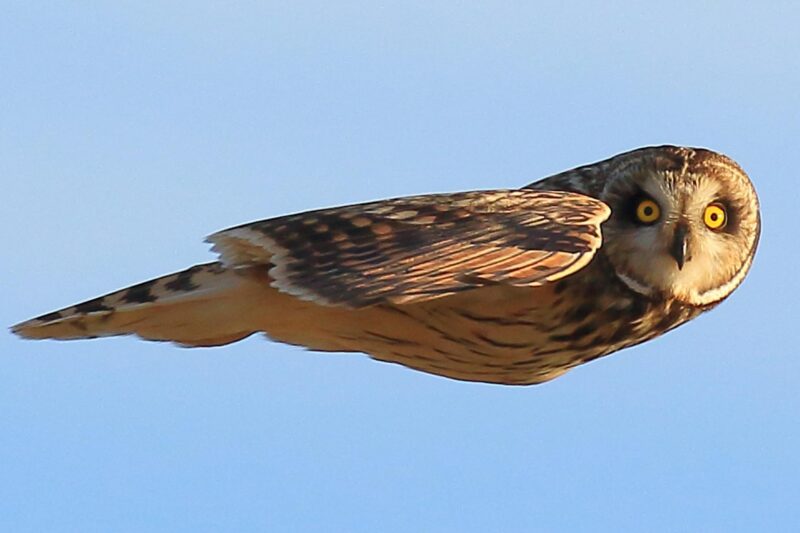 Ảnh chim cú mèo đang bay hình viên đạn