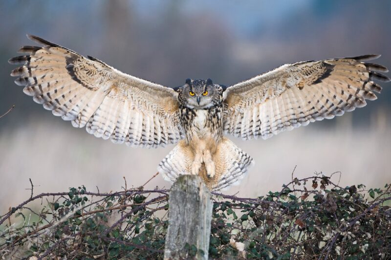 Ảnh chim cú mèo dang rộng cánh