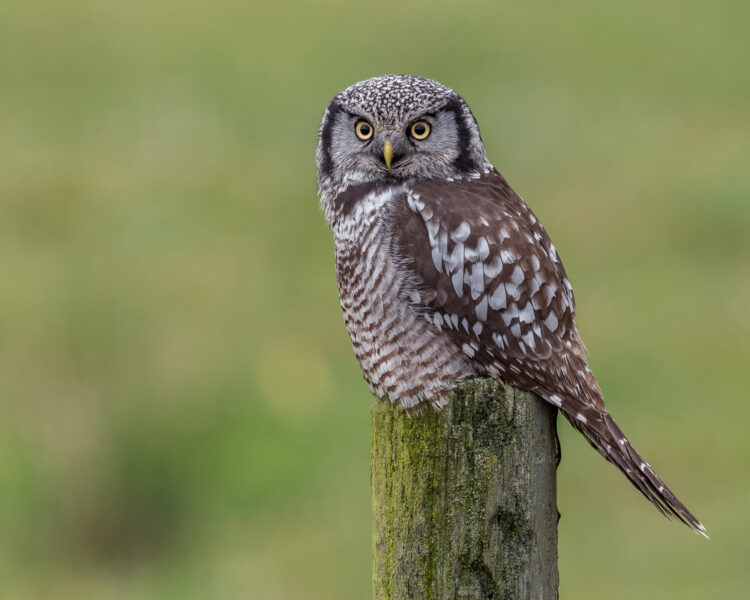 Ảnh chim cú mèo đậu trên thân gỗ