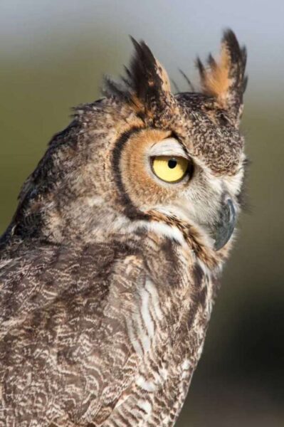 Ảnh chim cú mèo nhìn bằng nửa con mắt