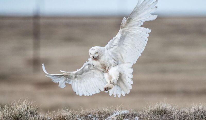 Ảnh chim cú mèo trắng bay sà xuống đất